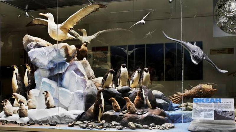 музей Дарвина - птицы